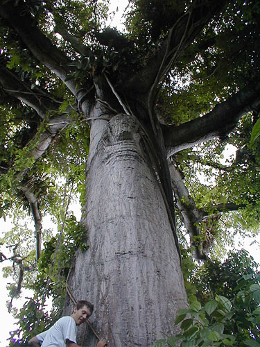 Photo of ceiba pentandra