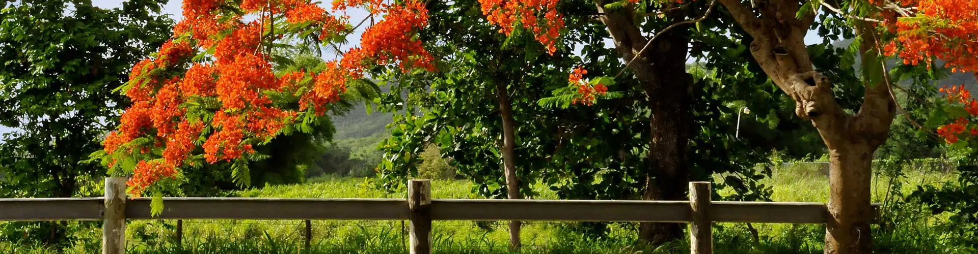 Photo of a Flamboyan tree by the side of road