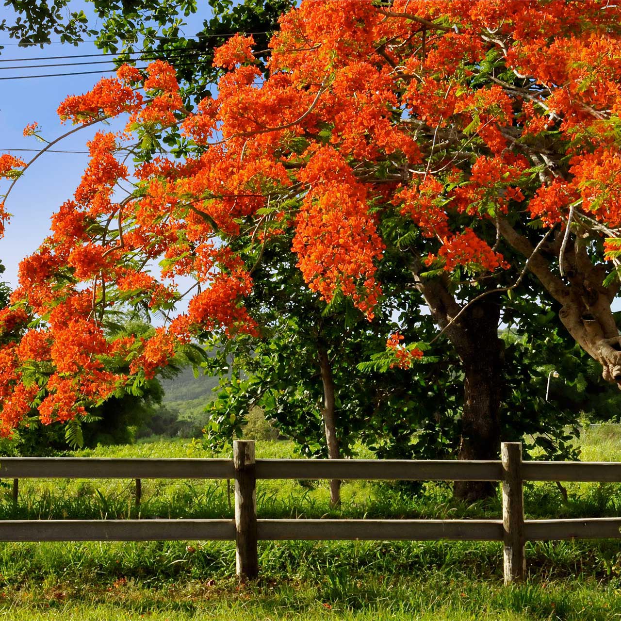 Fajardo Flamboyan Tree