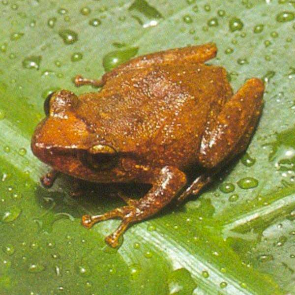 Coqui frog and other elements of Meriden Puerto Rican festival