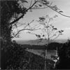The Island