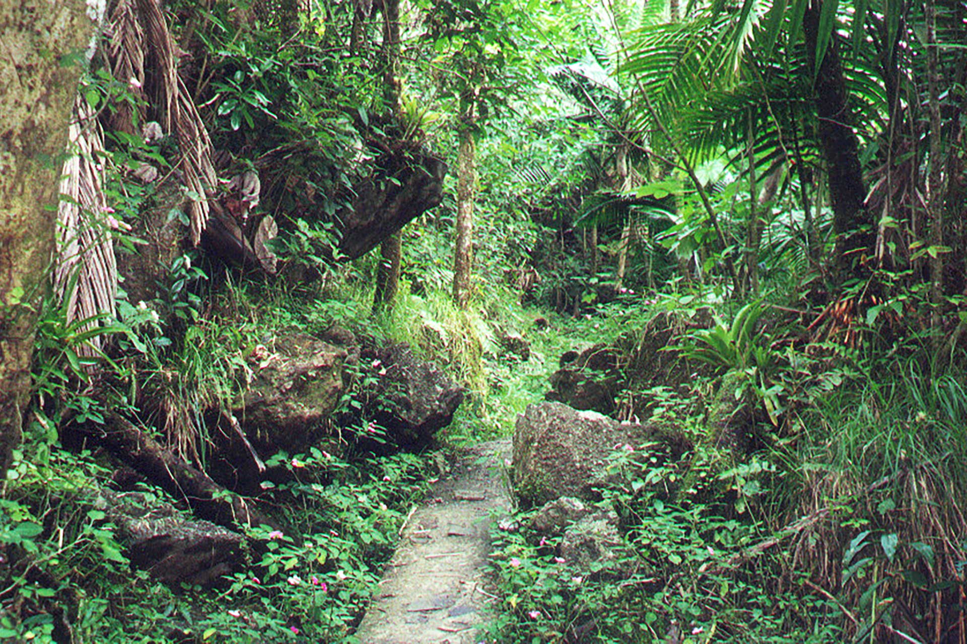 El Yunque National Forest, Puerto Rico